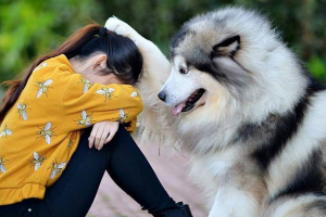 20+ Telltale Signs Your Dog Has Fallen in Love With You!
