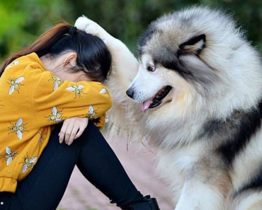 20+ Telltale Signs Your Dog Has Fallen in Love With You!