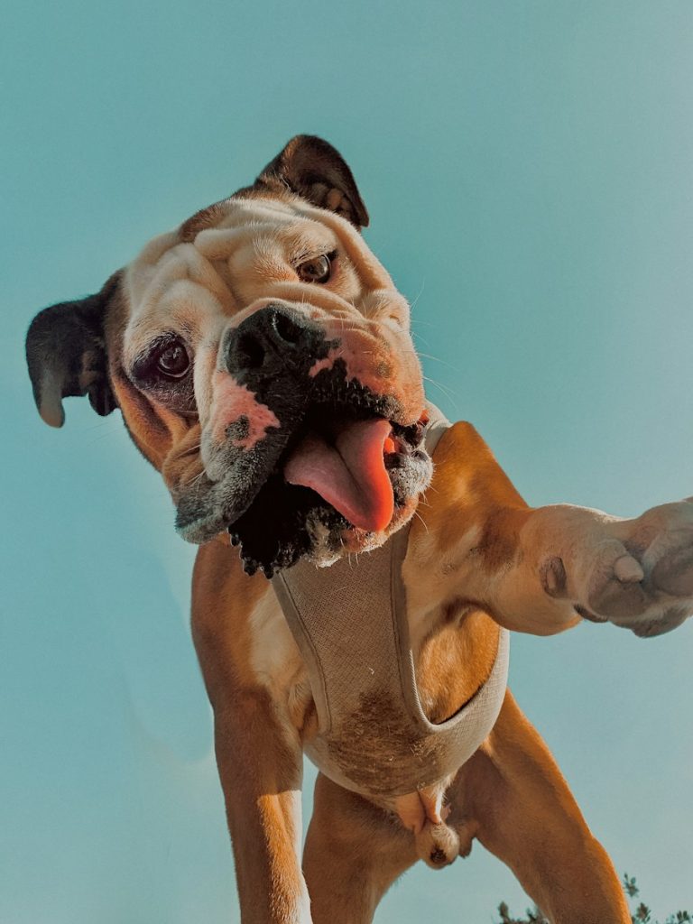 brown and white short coated dog