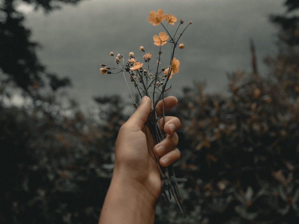 person holding orange-petaled flowers