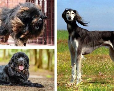 盤點世界上最昂貴的20個狗狗品種