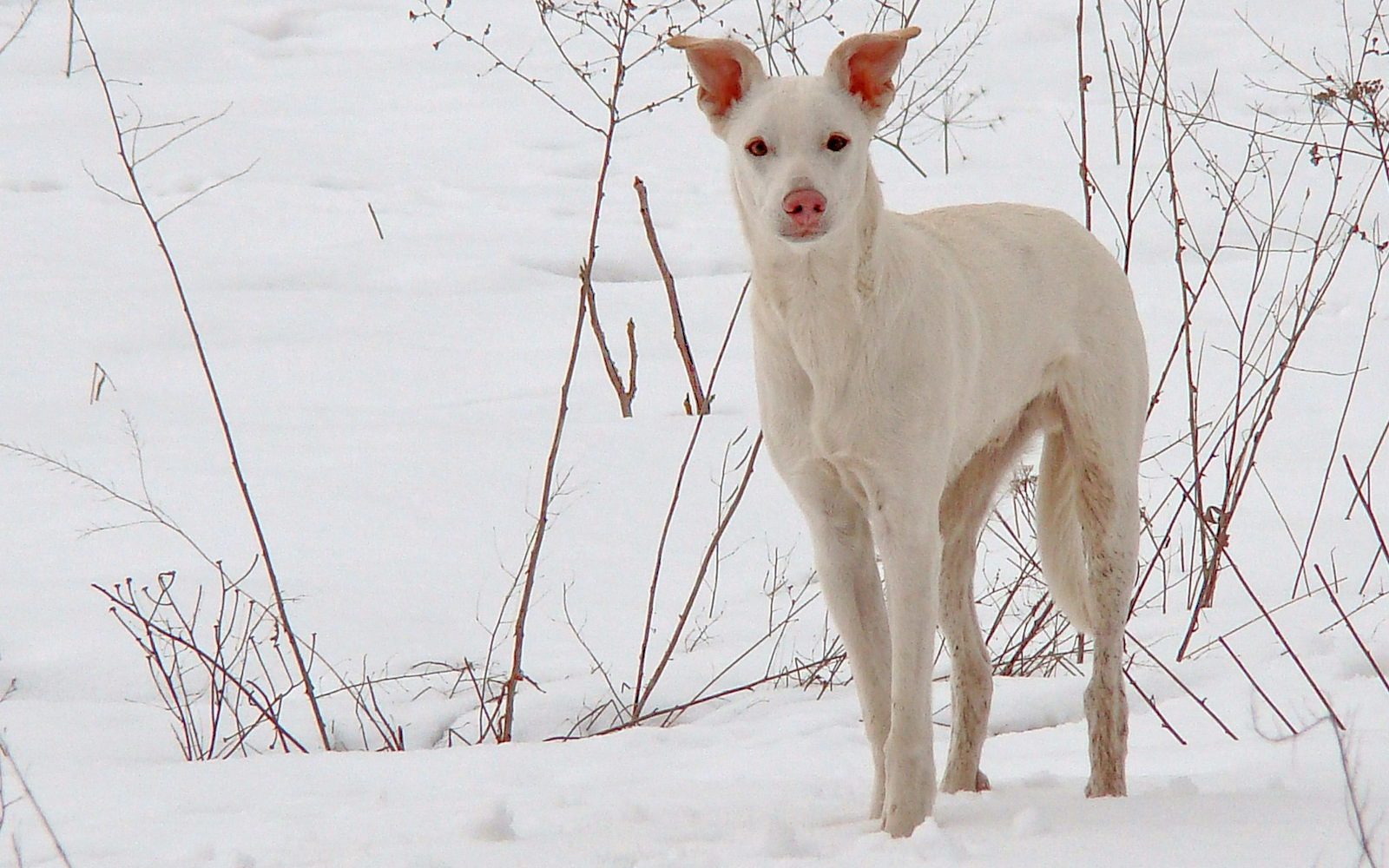 white short coat medium dog on snow covered ground during daytime