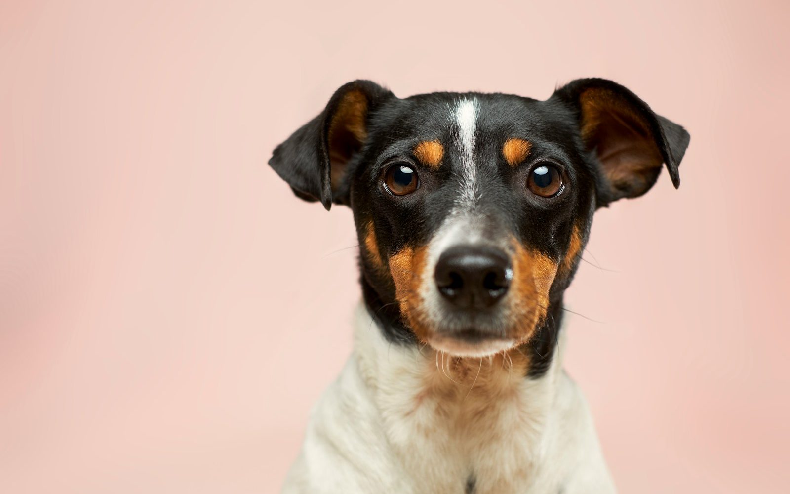 black and white short coated dog