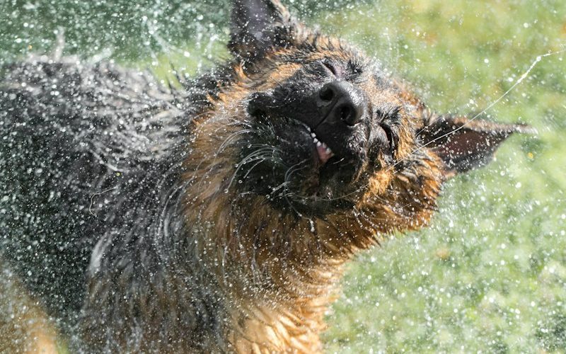 black and tan german shepherd running on green grass field during daytime