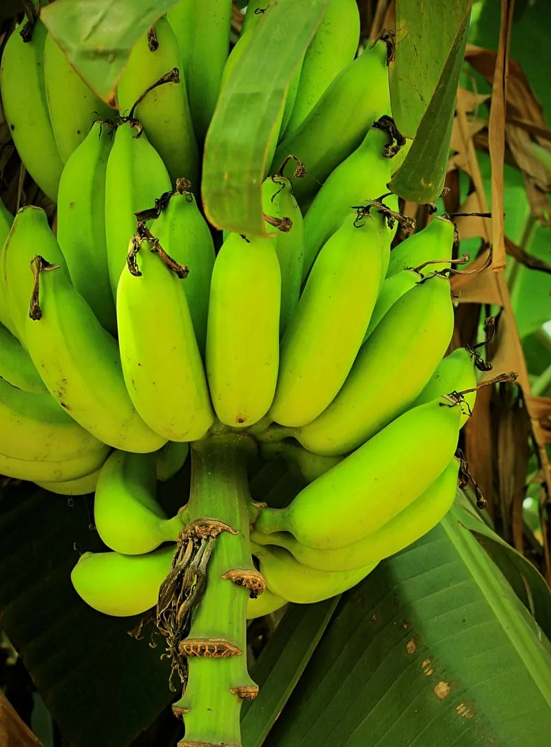 Green Bananas