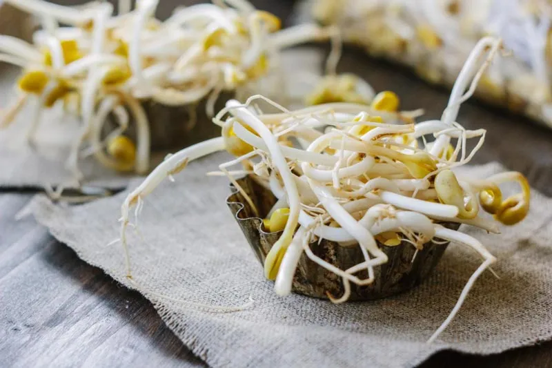 soybean sprouts