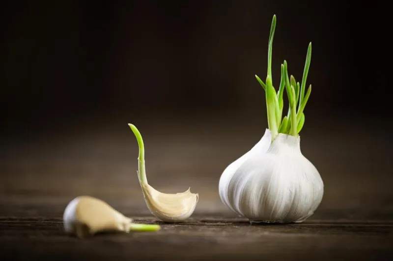 sprouting garlic